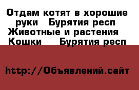 Отдам котят в хорошие руки - Бурятия респ. Животные и растения » Кошки   . Бурятия респ.